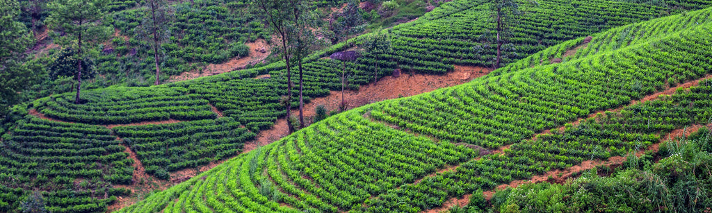 Speciality Teas